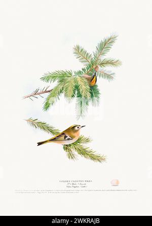 Vintage Bird Illustration: Eine exquisite Darstellung britischer Vögel aus dem 19. Jahrhundert, gefunden in einem antiken Buch über Vögel. Stockfoto