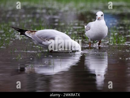 Hamburg, Deutschland. Februar 2024. Eine Möwe steckt ihren Kopf in einer tiefen Pfütze auf der Moorwiese bei Dammtor ins Wasser. Quelle: Christian Charisius/dpa/Alamy Live News Stockfoto