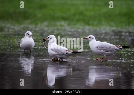 Hamburg, Deutschland. Februar 2024. Möwen wandern durch eine tiefe Pfütze auf der Moorwiese bei Dammtor. Quelle: Christian Charisius/dpa/Alamy Live News Stockfoto