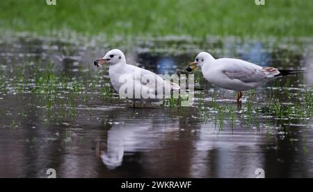 Hamburg, Deutschland. Februar 2024. Möwen wandern durch eine tiefe Pfütze auf der Moorwiese bei Dammtor. Quelle: Christian Charisius/dpa/Alamy Live News Stockfoto