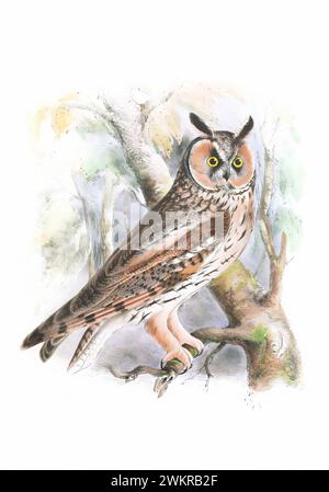 Vogelkunst. Owl Illustration im Vintage-Stil. Digitale Aquarellmalerei. Dieses Kunstwerk eignet sich hervorragend für Design, Postkarten, Stoffe, Druck, Hochzeitseinladung Stockfoto