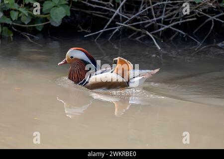 Eine schöne Mandarinenente, männlich im Wasser Stockfoto