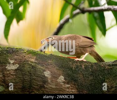 Ein einsamer Dschungelbabbler (Turdoides striata), der auf einem Baumzweig in freier Wildbahn hockte, während er sich von Larven ernährte. Stockfoto