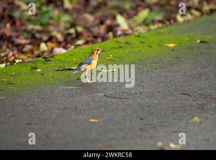 Eine wunderschöne Orangendrossel (Geokichla citrina), die sich am Boden im Bondla Wildlife Sanctuary in Goa, Indien, befindet. Stockfoto