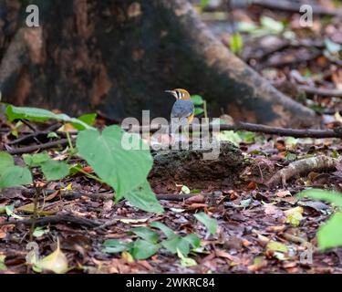 Eine Orangendrossel (Geokichla citrina), die auf einem Felsen auf dem Boden im Wald im Bondla Wildlife Sanctuary in Goa, Indien, ruht. Stockfoto