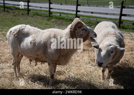 Zwei Schafe essen Heu an einem sonnigen Tag Stockfoto