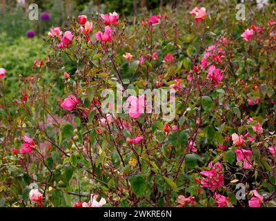 Nahaufnahme der orange-roten und rosa mehrfach blühenden Porzellanrose rosa x odorata mutabilis. Stockfoto