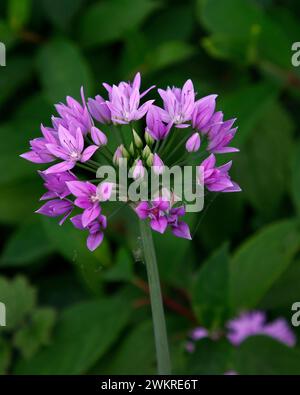 Die Großaufnahme der lila-rosa Blüten der mehrjährigen Gartenzwiebelpflanze Allium Eros. Stockfoto