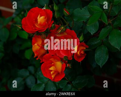 Nahaufnahme der orangen und roten Blüten der wiederholt blühenden Blumenbunda Rose Rosa hell und luftig. Stockfoto