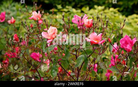 Nahaufnahme der orange-roten und rosa mehrfach blühenden Porzellanrose rosa x odorata mutabilis. Stockfoto