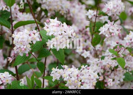 Deutzia x rosea Yuki Cherry Blossom Pantolette von kleinen rosa-geröteten Blüten im Frühsommer Stockfoto