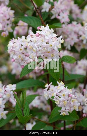 Deutzia x rosea Yuki Cherry Blossom Pantolette von kleinen rosa-geröteten Blüten im Frühsommer Stockfoto