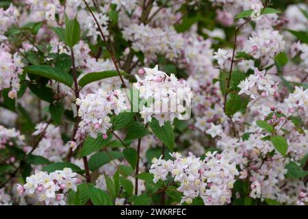 Deutzia x rosea Yuki Cherry Blossom Pantolette von kleinen rosa-geröteten Blüten im Frühsommer Stockfoto