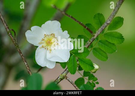 Rosa Spinosissima, Scotch Rose, geschält, einzelne cremeweiße Blüten, gelbe Staubblätter, Stockfoto