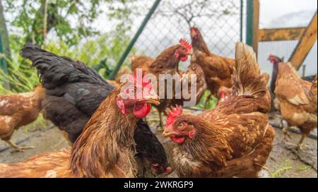Eine Gruppe von Hühnern, die sich eng in einem Stall versammelt haben Stockfoto