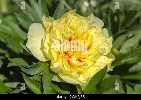 Gelbe Pfingstrose Bartzella blüht vor dunklem Hintergrund, Nahaufnahme. Stockfoto