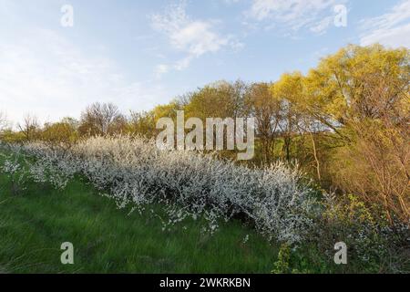 Blühende Sträucher von Schwarzdorn (Prunus spinosa) an einem sonnigen Frühlingstag Stockfoto