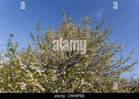 Auf der Wiese blüht die Spitze des wilden Birnenbaums Stockfoto