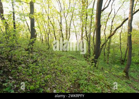 Sonnenlicht in den grünen Wald, Frühling Stockfoto