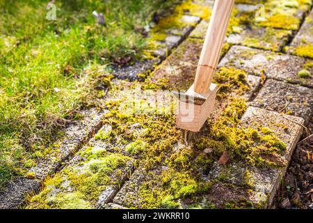 Entfernen und Kratzen von Moos aus Pflastersteinen, Reinigen von Terrasse und Terrasse Stockfoto