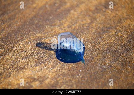 Freischwimmender Hydrozoan-Windsegler (Velella velella), der am Strand auf Teneriffa, Spanien, festgestrandet ist Stockfoto