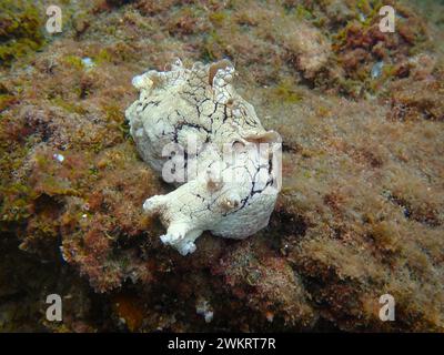 Unterwasserfoto eines gefleckten Seehasen (Aplysia dactylomela), einer Meeresart der großen Meeresschnecke auf einem Felsen, Teneriffa, Spanien Stockfoto