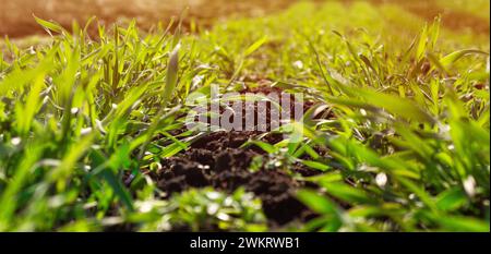 Frisches grünes Gras bei Sonnenuntergang am frühen Morgen Stockfoto