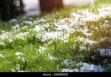 Grünes Gras im Park ragt unter schmelzendem Schnee unter der Frühlingssonne hervor. Stockfoto