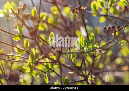 Busch mit blühenden Knospen im frühen Frühling in der Sonne. Sprießende Blätter. Stockfoto