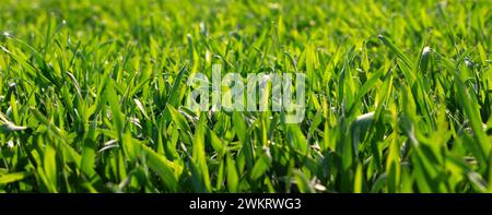 Frisches grünes Gras unter den Sonnenstrahlen des Frühlings auf dem Feld. Jungweizenernte. Stockfoto