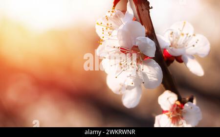 Blühende Aprikose auf verschwommenem natürlichem Hintergrund in Pastellfarben. Aprikosenbaumzweig mit Blütenständen auf einem Frühlingssonnenuntergang Hintergrund. Stockfoto