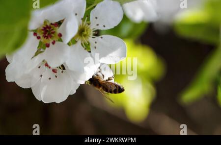 Kirschblüten. Eine Biene auf den Blättern einer blühenden Kirsche. Stockfoto