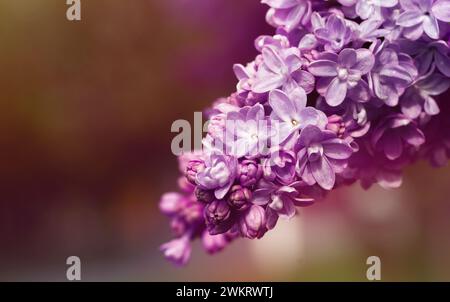 Flieder-Ast. Fliederblüten am Zweig. Stockfoto