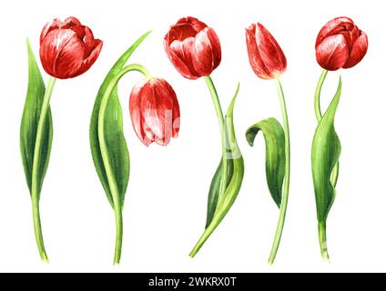 Rote Tulpenblüten Set. Handgezeichnete Aquarellillustration, isoliert auf weißem Hintergrund Stockfoto