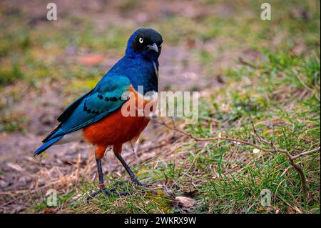 Ein toller Star auf einer grasbewachsenen Wiese. Lamprotornis Superbus Stockfoto