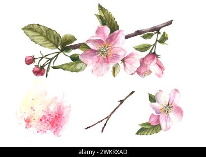 Zweige eines Apfels oder eines anderen Frühlingsblütenbaums, Blüten und Knospen, Frühlingsblüte mit Aquarellflecken. Handgezeichnetes Clipart-Set für Hochzeitskarte Stockfoto