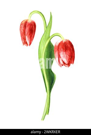 Rote Tulpenblüten. Handgezeichnete Aquarellillustration, isoliert auf weißem Hintergrund Stockfoto