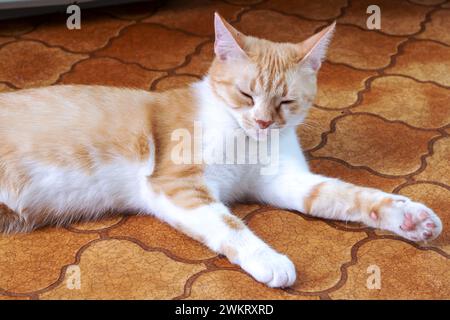 Ingwerkätzchen schläft zuhause gerollt aus nächster Nähe Stockfoto