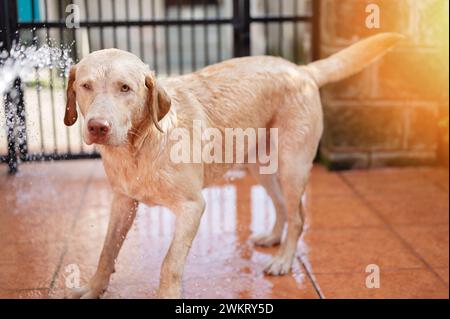 labrador-Hund auf Terrasse mit Wasserschlauch an sonnigen Tagen waschen Stockfoto