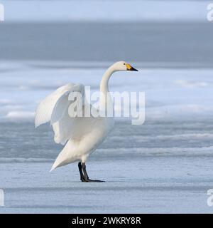 Bewick's Swan (Cygnus columbianus bewickii), ein Erwachsener, Flügel hoch, auf einem gefrorenen See im Winter, seltener Wintergast, Tierwelt, Europa. Stockfoto