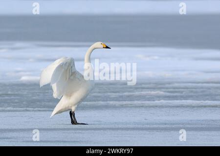 Bewick's Swan (Cygnus columbianus bewickii), ein Erwachsener, Flügel hoch, auf einem gefrorenen See im Winter, seltener Wintergast, Tierwelt, Europa. Stockfoto