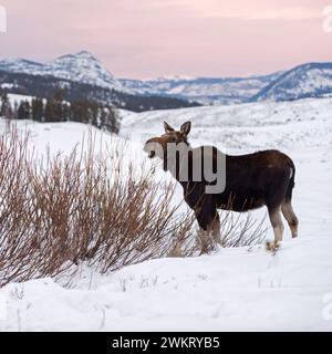 Elch (Alces Alces) im Winter ernähren sich von Büschen, gestern Abend leichte, weite Land, Rocky Mountains, Caldera des Yellowstone NP, Wyoming, USA. Stockfoto