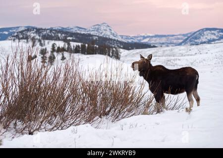 Elch (Alces Alces) im Winter ernähren sich von Büschen, gestern Abend leichte, weite Land, Rocky Mountains, Caldera des Yellowstone NP, Wyoming, USA. Stockfoto