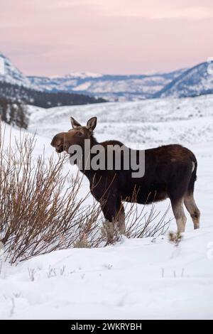 Elch (Alces Alces) im Winter ernähren sich von Büschen, gestern Abend leichte, weite Land, Rocky Mountains, Caldera des Yellowstone NP, Wyoming, USA. Stockfoto