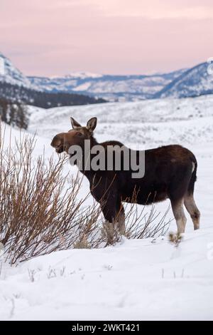 Weiches Licht... Elch Alces , junger Elchbulle im Winter, frisst von den Büschen auf einer weiten Hochebene im Yellowstone-Nationalpark *** Elch Alces im Winter, Fresszeit an Büschen, Letztes Abendlicht, weites Freiland, Rocky Mountains, Caldera von Yellowstone NP, Wyoming, USA. Wyoming Nordamerika, Vereinigte Staaten von Amerika Stockfoto