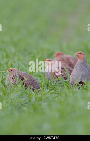 Eine kleine Gesellschaft... Rebhühner * Perdix perdix *, Rebhuhn Kette im Feld, heimische Vogelwelt, durch intensive Landwirtschaft stark bedrohte Feld- und Wiesenvögel, Wildtiere, Europa. *** Graue Rebhühner Perdix perdix, kleine Herde, auf einem grünen Feld in typischer Pose sitzend, Wildtiere, Europa. Nordrhein-Westfalen Deutschland, Westeuropa Stockfoto