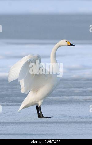 Zwergschwan Cygnus bewickii stehen auf einem zugefrorenen Gewässer, auf Eisfläche, schlägt mit den Flügeln, Grazile Schönheit, heimische Vogelwelt, Tierwelt, Europa, Niederlande. *** Bewick's Swan Cygnus columbianus bewickii, ein Erwachsener, Flügel hoch, auf einem gefrorenen See im Winter, seltener Wintergast, Tierwelt, Europa. Nordholland Niederlande, Westeuropa Stockfoto