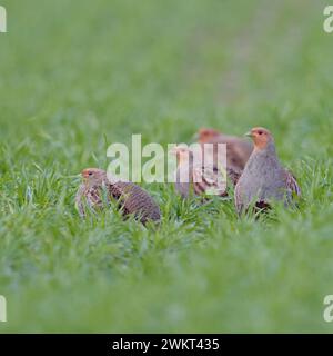 Eine kleine Gesellschaft... Rebhühner * Perdix perdix *, Rebhuhn Kette im Feld, heimische Vogelwelt, durch intensive Landwirtschaft stark bedrohte Feld- und Wiesenvögel, Wildtiere, Europa. *** Graue Rebhühner Perdix perdix, kleine Herde, auf einem grünen Feld in typischer Pose sitzend, Wildtiere, Europa. Nordrhein-Westfalen Deutschland, Westeuropa Stockfoto