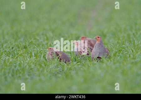 Eine kleine Gesellschaft... Rebhühner * Perdix perdix *, Rebhuhn Kette im Feld, heimische Vogelwelt, durch intensive Landwirtschaft stark bedrohte Feld- und Wiesenvögel, Wildtiere, Europa. *** Graue Rebhühner Perdix perdix, kleine Herde, auf einem grünen Feld in typischer Pose sitzend, Wildtiere, Europa. Nordrhein-Westfalen Deutschland, Westeuropa Stockfoto