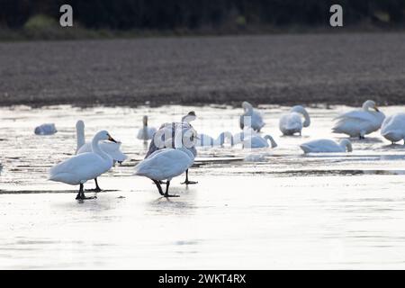 Whooper Swan (Cygnus cygnus) & Bewick's Swan (Cygnus columbianus) Norfolk Januar 2024 Stockfoto